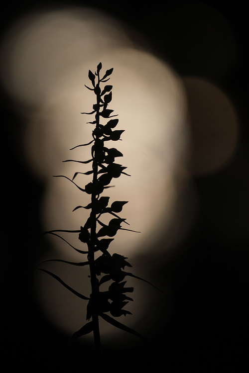 Brede wespenorchis (Epipactis helleborine) silhouette