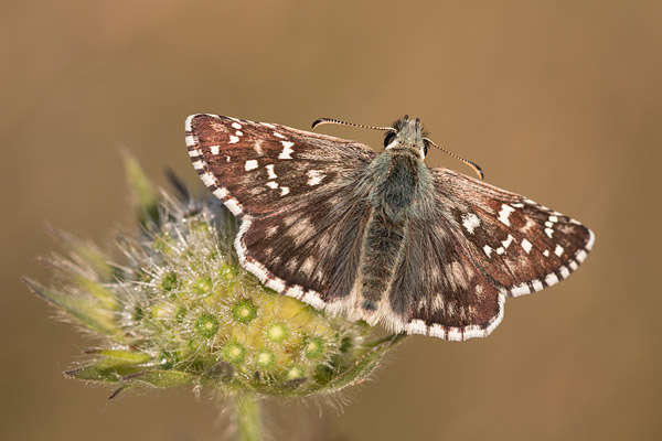 Bretons spikkeldikkopje (Pyrgus armoricanus) warmt op in het eerste zonlicht