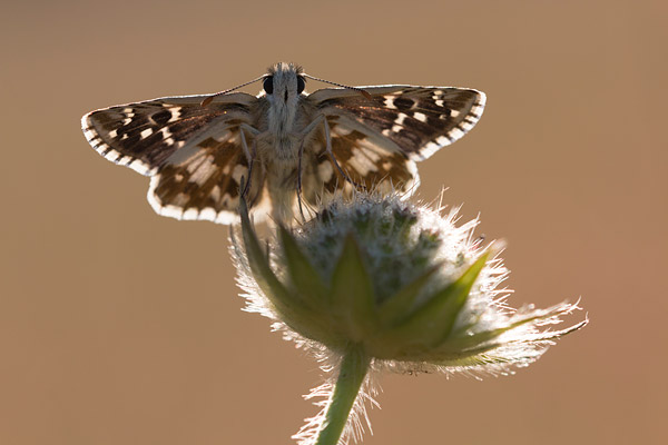 Bretons spikkeldikkopje (Pyrgus armoricanus) warmt op in het eerste zonlicht