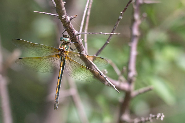 Bronslibel (Oxygastra curtisii) mannetje