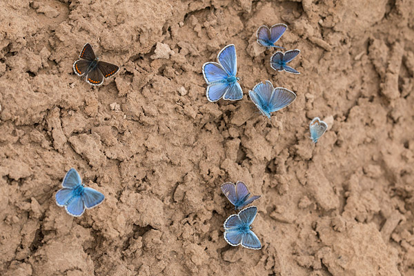 Bruin blauwtje in drinkgezelschap van esparcette en icarusblauwtjes