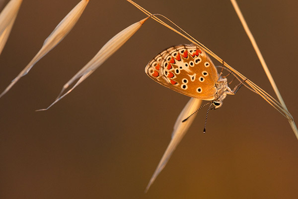 Bruin blauwtje (Plebeius agestis).