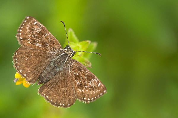 Bruin dikkopje (Erynnis tages) 