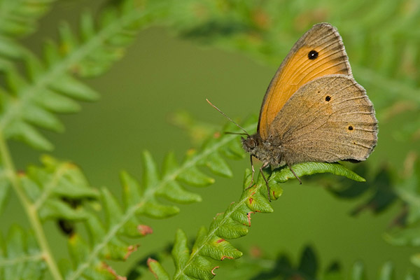 Bruin zandoogje (Maniola jurtina) 