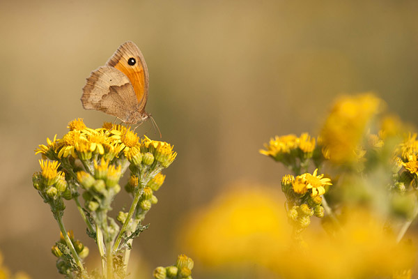 Bruin zandoogje (Maniola jurtina) op Sint-Jacobskruid - Hoge Veluwe