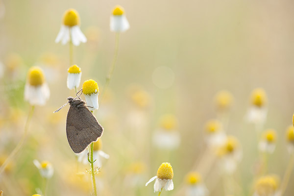 Bruin zandoogje (Maniola jurtina) op echte kamille