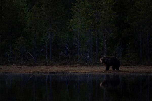 Bruine beer (Ursus arctos) in de Finse nacht