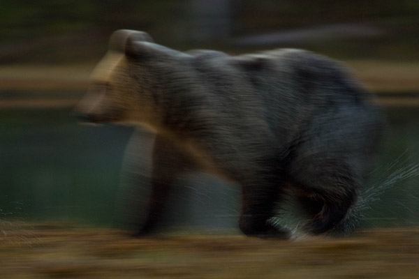 Bruine beer (Ursus arctos) in actie