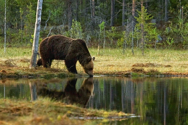 Drinkende Bruine beer (Ursus arctos) 