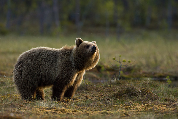 Bruine beer (Ursus arctos) 