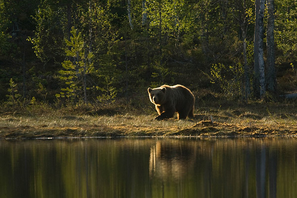 Bruine beer (Ursus arctos) in tegenlicht