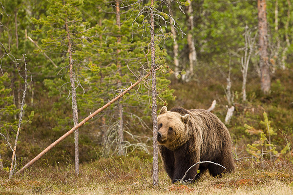 Bruine beer (Ursus arctos) ruikt aan geurmarkering