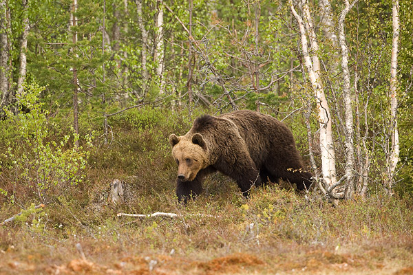 Bruine beer (Ursus arctos) 