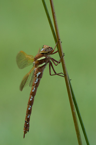 Bruine glazenmaker (Aeshna grandis) 