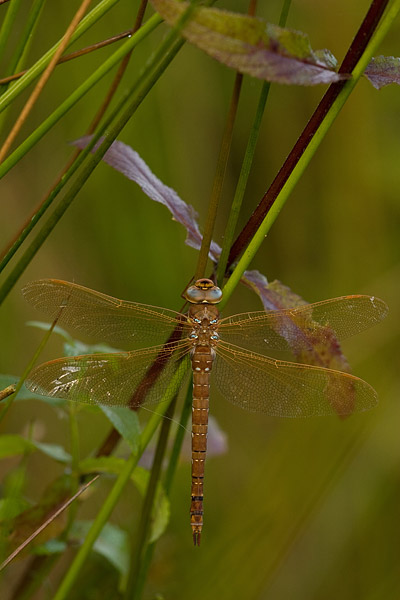 Bruine glazenmaker (Aeshna grandis) 