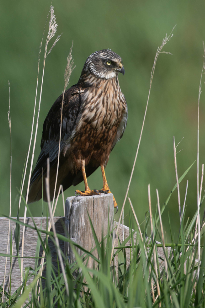 Bruine kiekendief (Circus aeruginosus) op een hek langs de weg