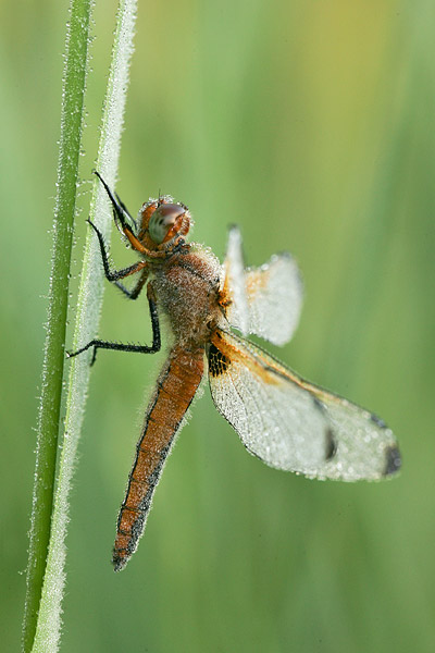 Bruine korenbout (Libellula fulva) 