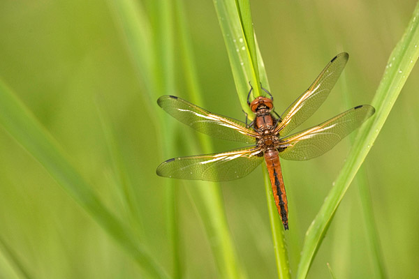 Bruine korenbout (Libellula fulva) 