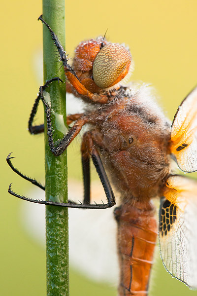 Bruine korenbout (Libellula fulva) man