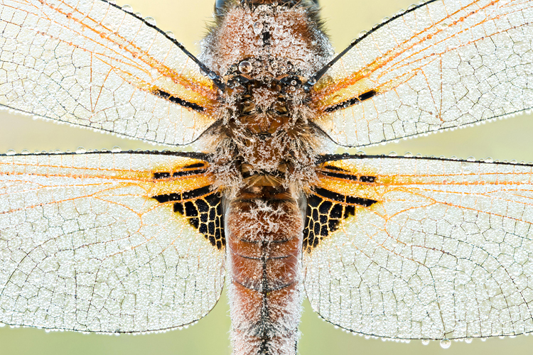 Close-up van een bruine korenbout (Libellula fulva)