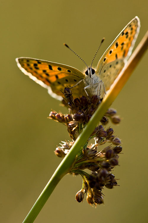 Bruine vuurvlinder (Lycaena tityrus) 