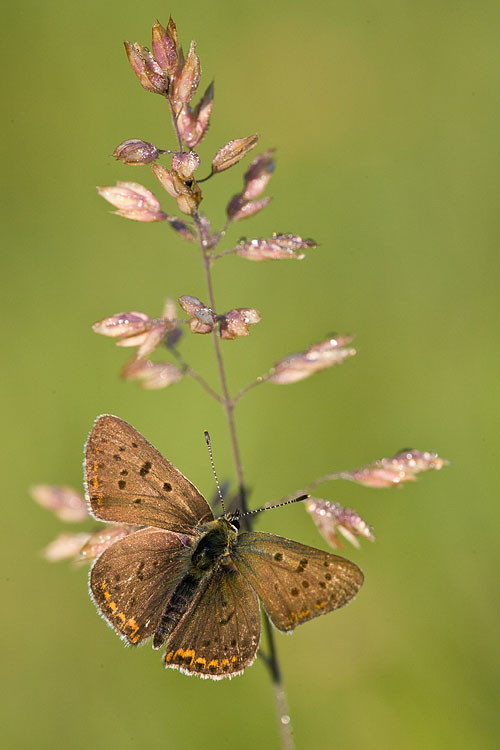 Bruine vuurvlinder (Lycaena tityrus) 