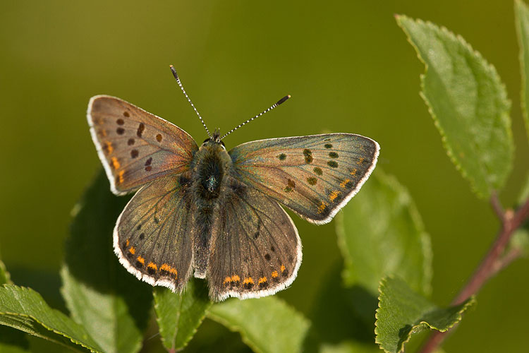 Bruine vuurvlinder (Lycaena tityrus) 