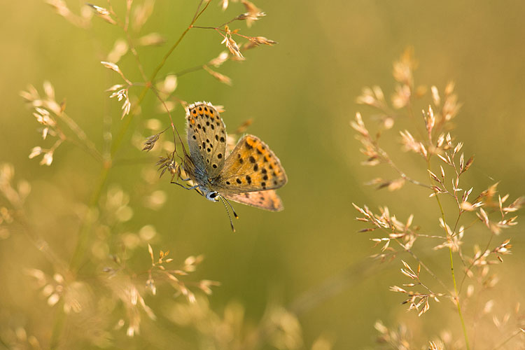 Bruine vuurvlinder (Lycaena tityrus) in tegenlicht