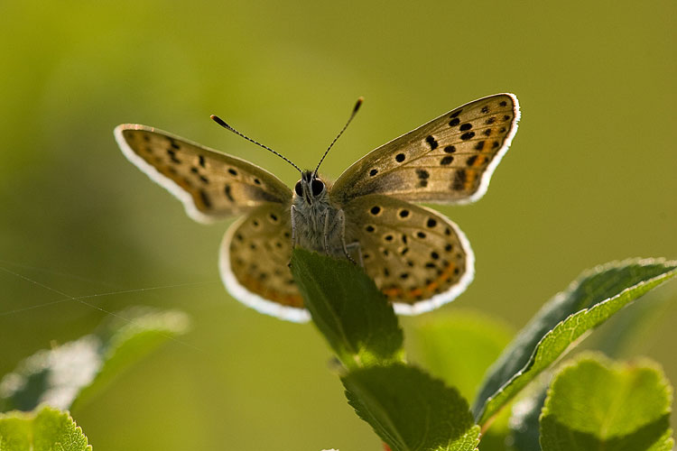 Bruine vuurvlinder (Lycaena tityrus) vrouwtje