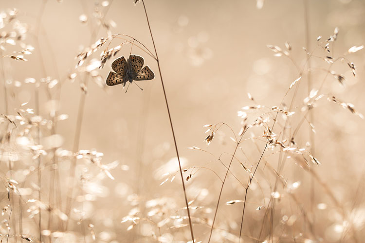 Bruine vuurvlinder (Lycaena tityrus) in bochtige smele en tegenlicht