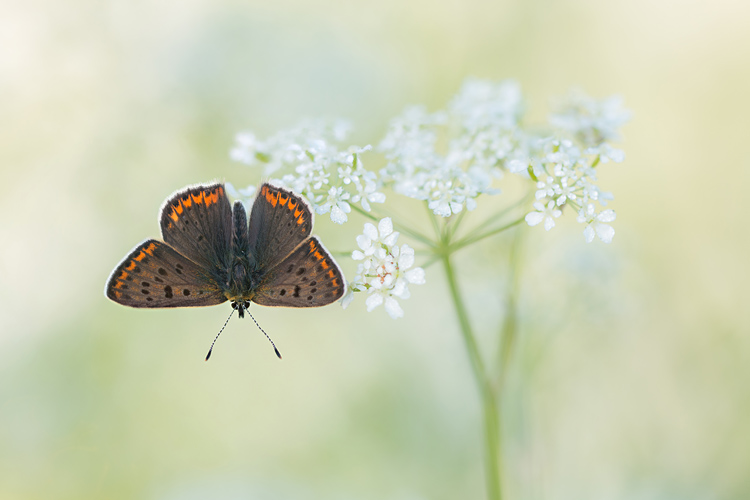 Vers mannetje bruine vuurvlinder (Lycaena tityrus) op fluitenkruid