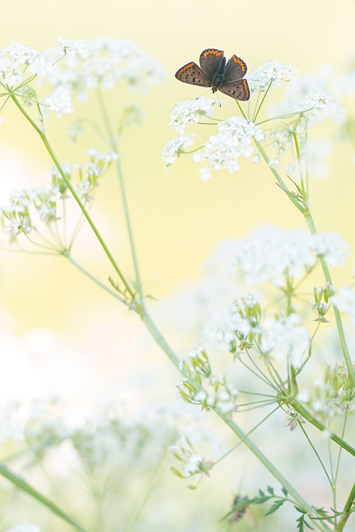 Vers mannetje bruine vuurvlinder (Lycaena tityrus) op fluitenkruid