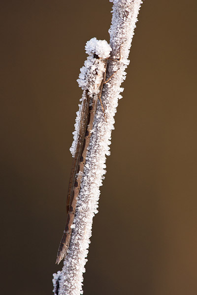 Bruine winterjuffer (Sympecma Fusca), bedekt met rijp.