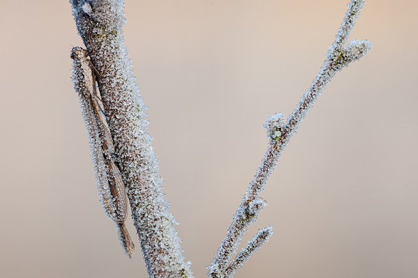Berijpte bruine winterjuffer (Sympecma fusca)