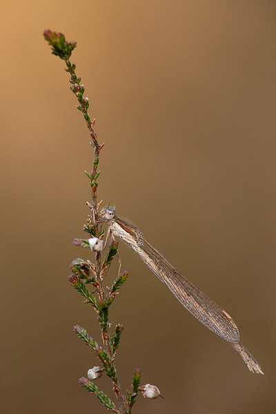 Bruine winterjuffer (Sympecma fusca) 