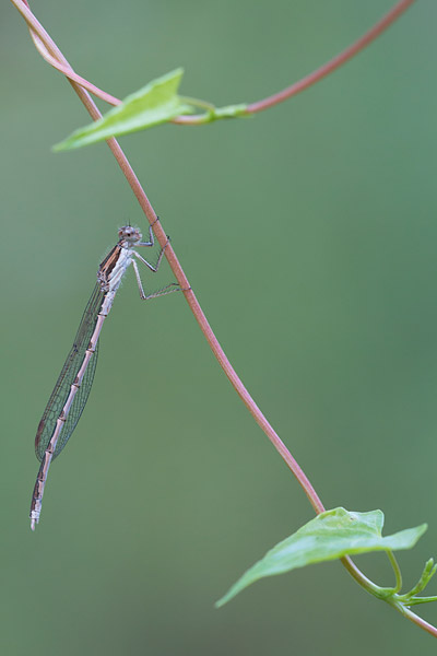 Jong mannetje Bruine winterjuffer (Sympecma fusca) 