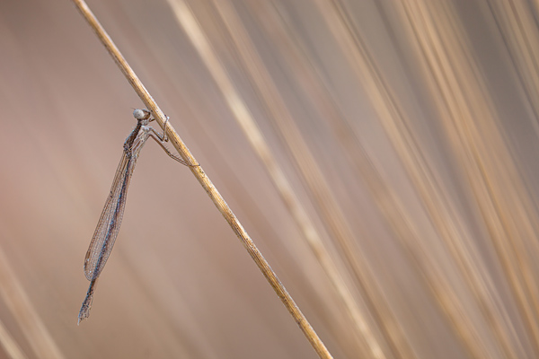 Bruine winterjuffer (Sympecma fusca) overwinterend in pijpestrootje