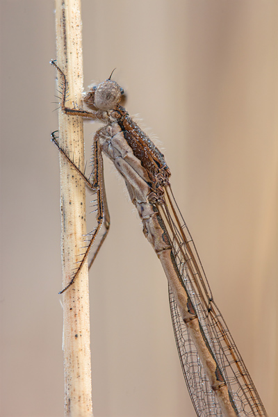 Bruine winterjuffer (Sympecma fusca) overwinterend in pijpestrootje