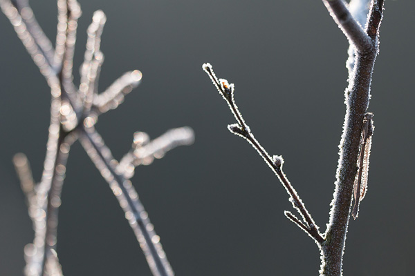 Berijpte bruine winterjuffer (Sympecma fusca)