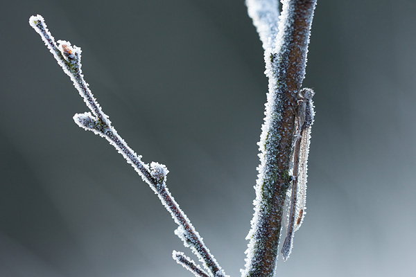 Berijpte bruine winterjuffer (Sympecma fusca)