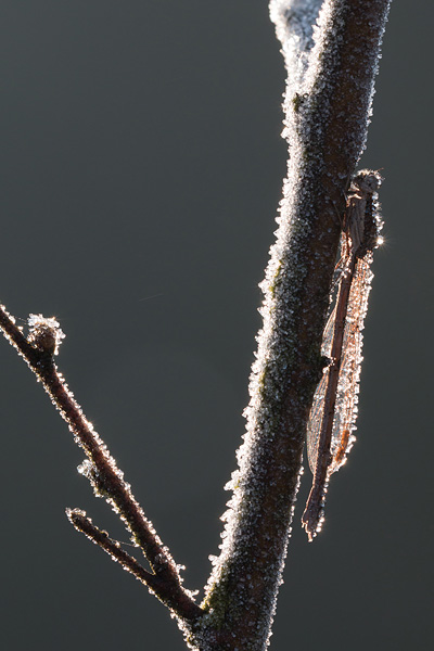 Berijpte bruine winterjuffer (Sympecma fusca)