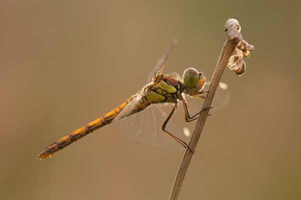 Bruinrode heidelibel (Sympetrum striolatum) 