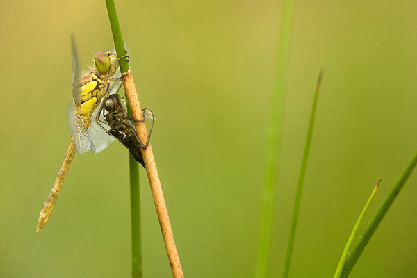 Bruinrode heidelibel (Sympetrum striolatum).