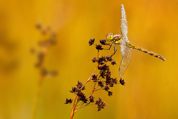 Bruinrode heidelibel (Sympetrum striolatum) onder de dauw