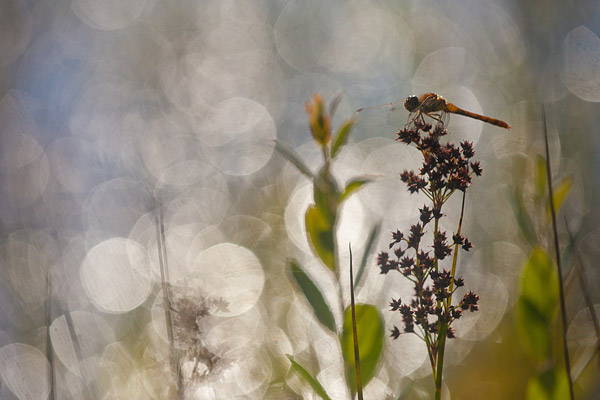 Bruinrode heidelibel (Sympetrum striolatum) met bokeh