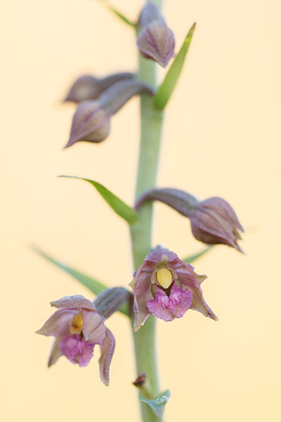 Bruinrode wespenorchis (Epipactis atrorubens) 