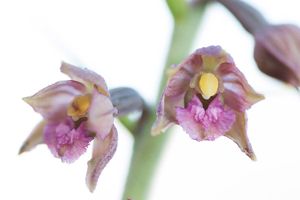 Bruinrode wespenorchis (Epipactis atrorubens) close-up