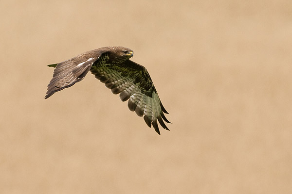 Buizerd (Buteo buteo) in vlucht