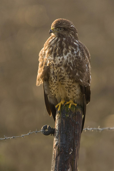 Buizerd (Buteo buteo) 