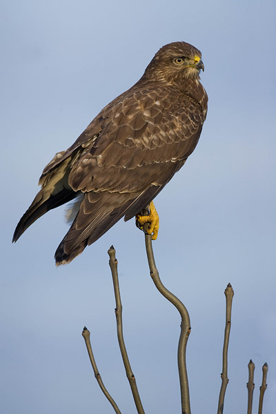 Buizerd (Buteo buteo) 